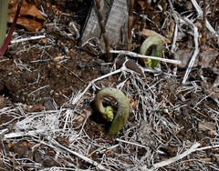 Pteridium latiusculum japonicum