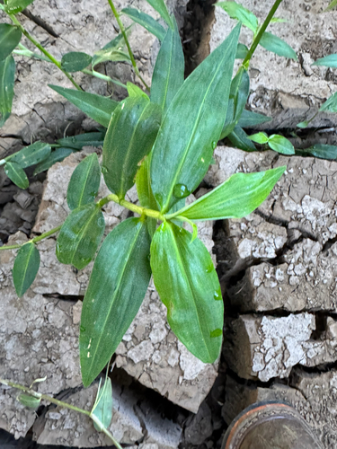 Commelina diffusa observed 2026-10-06