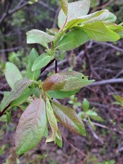 Salix pseudomonticola
