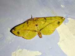 Omiza miliaria