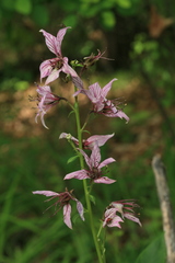 Dictamnus dasycarpus