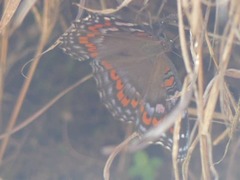 Precis octavia octavia