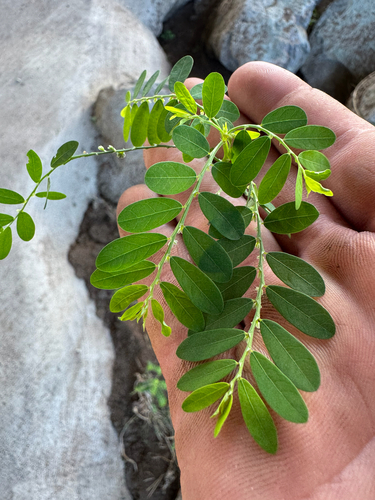 Phyllanthus debilis observed 2026-10-06