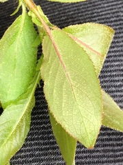 Salix pseudomonticola