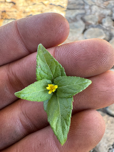 Calyptocarpus vialis observed 2026-10-06