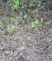 Salix pseudomonticola