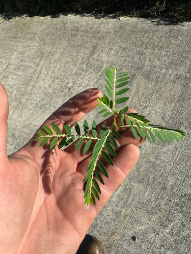 Phyllanthus debilis observed 2026-10-06