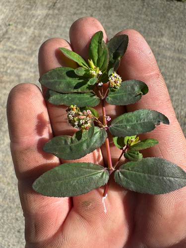 Euphorbia hypericifolia observed 2026-10-06