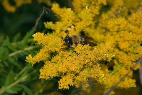 Eastern Carpenter Bee
