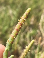 Arthroceras subterminale