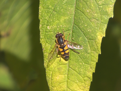 Narrow-headed Marsh Fly