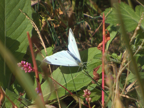 Small White