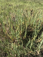 Arthroceras subterminale