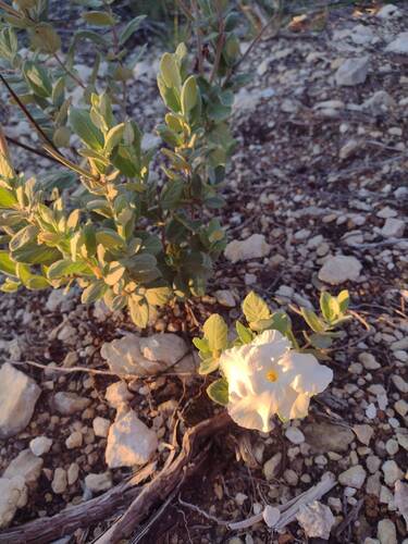 plateau rocktrumpet