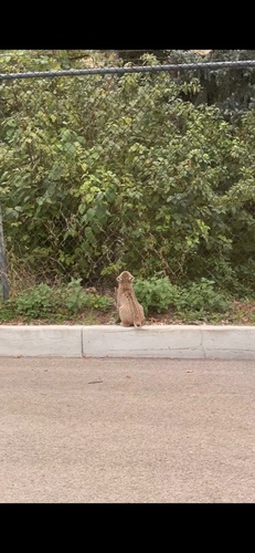 Bobcat