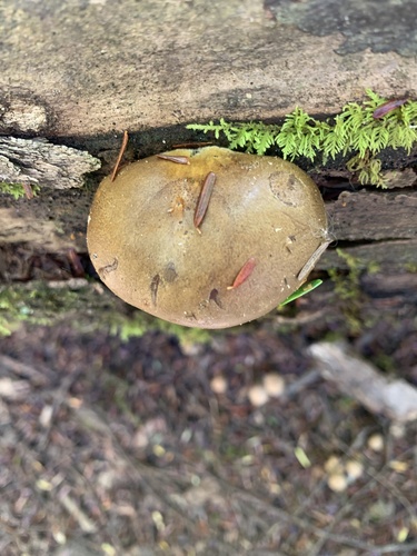 Late Oyster