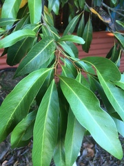 Buckinghamia celsissima