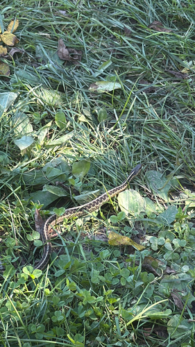 Common Garter Snake