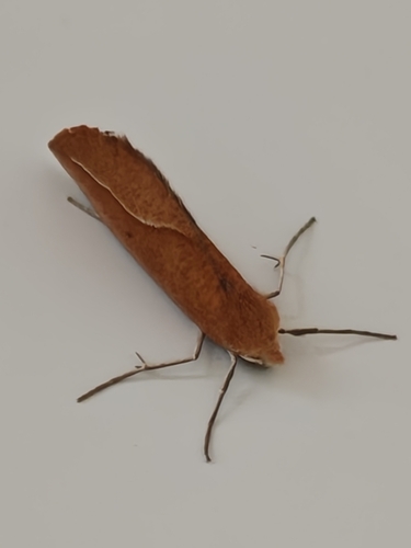 Compsoptera opacaria