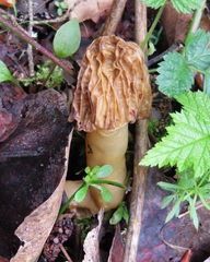Verpa bohemica