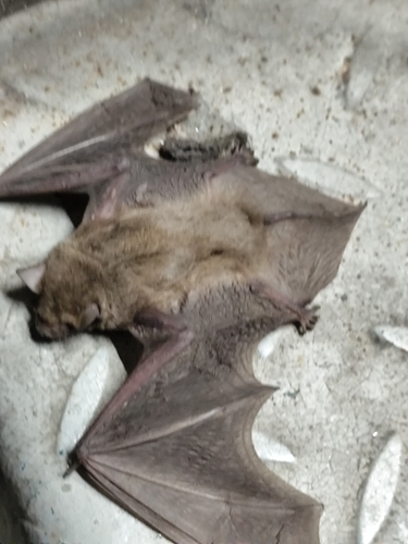 Scotophilus kuhlii observed 2026-10-06