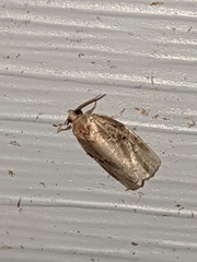 Archips grisea