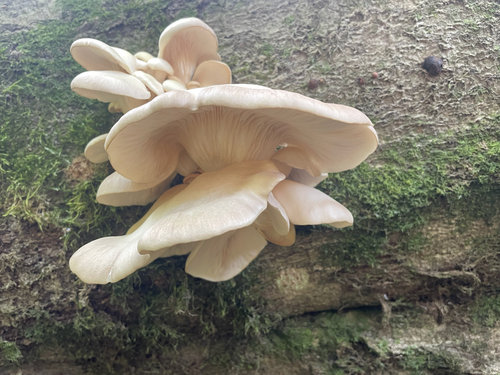 Oyster Mushroom