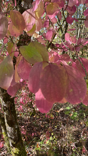 common dogwood