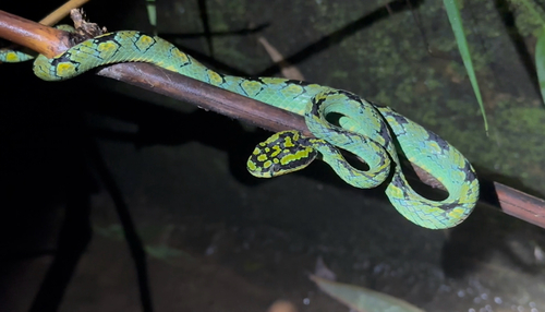 Sri Lankan Green Pit Viper