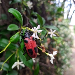 Coraliomela quadrimaculata