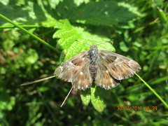 Muschampia floccifera