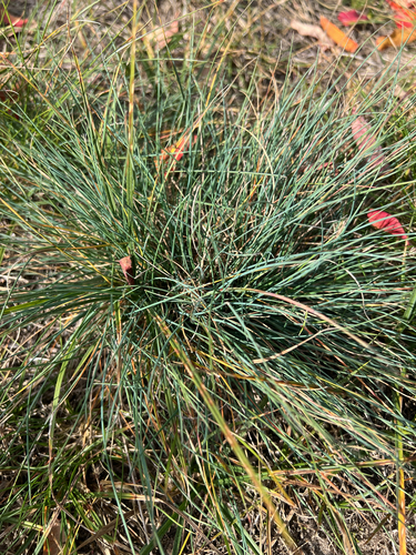 Festuca trachyphylla observed 2026-10-06