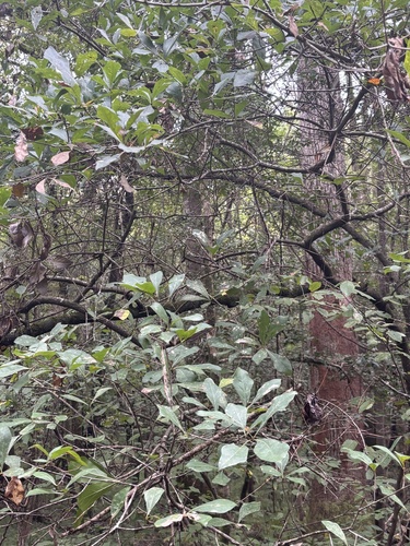 water oak