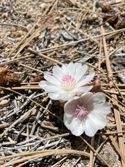 Lewisia rediviva