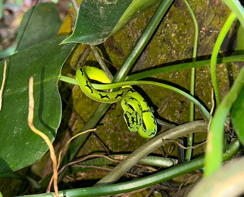 Sri Lankan Green Pit Viper