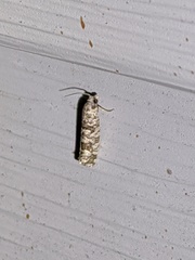 Retinia gemistrigulana