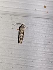 Retinia gemistrigulana