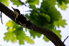 Dendrocopos syriacus