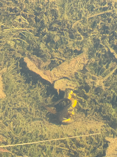 Eastern Newt
