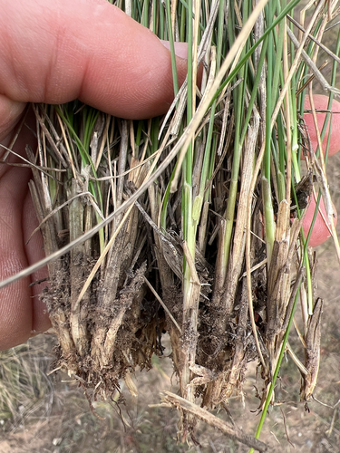 Festuca beckeri, 2026-10-06