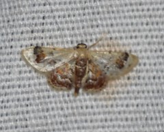 Idaea asceta