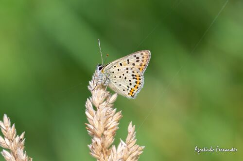 Sooty Copper