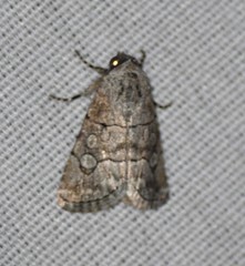 Sympistis sectiloides