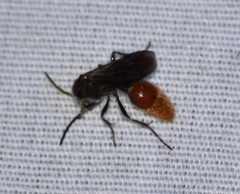 Sphaeropthalma imperialis