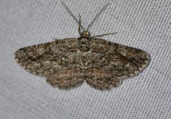 Pterospoda nigrescens