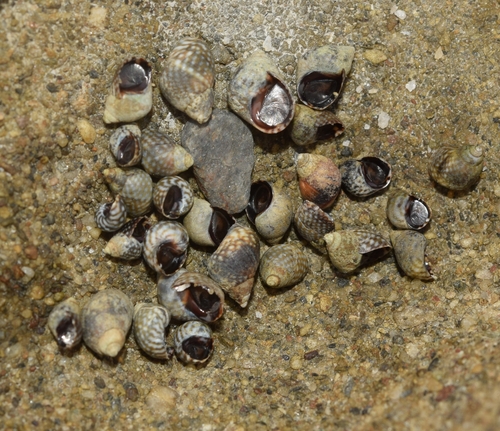 Echinolittorina punctata observed 2026-10-06
