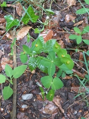 Euphorbia angulata