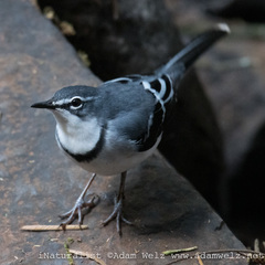 Motacilla clara