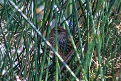 Poodytes punctatus vealeae