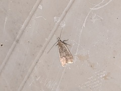 Dichomeris punctidiscellus